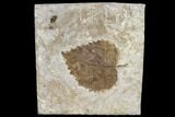 Fossil Sycamore (Platanus) Leaf - Nebraska #113174-1